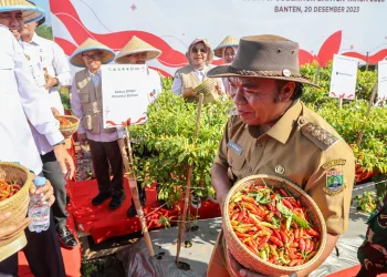 Pj Gubernur Banten Al Muktabar Lakukan Gerakan Panen dan Tanam Cabai