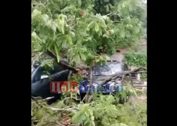 4 Mobil Tertimpa Pohon Tumbang di Cilenggang Serpong, Air Genangi Puluhan Rumah di Citra Prima Serpong Keranggan