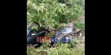 4 Mobil Tertimpa Pohon Tumbang di Cilenggang Serpong, Air Genangi Puluhan Rumah di Citra Prima Serpong Keranggan