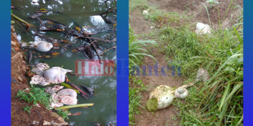 Tangsel Rawan Pencurian Kambing, 6 Ekor Kambing Dimutilasi Pelaku, Jeroannya Ditinggal