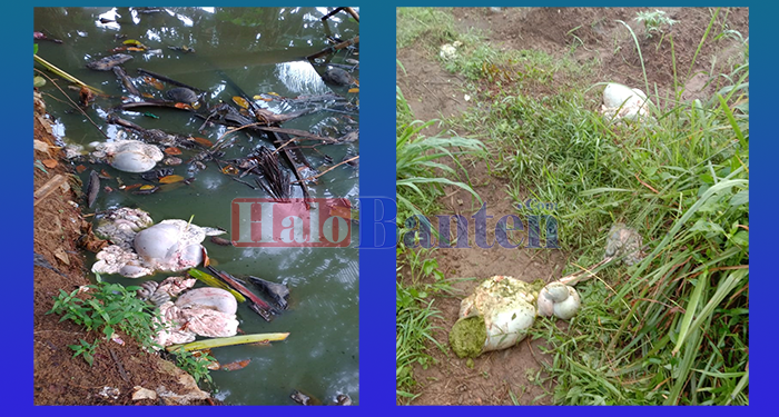 Tangsel Rawan Pencurian Kambing, 6 Ekor Kambing Dimutilasi Pelaku, Jeroannya Ditinggal