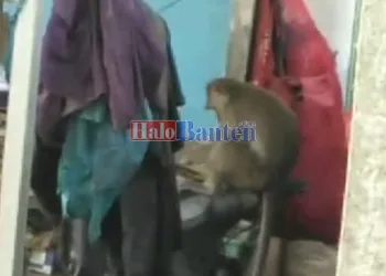 Monyet Liar Masih Bebas Berkeliaran Satroni Rumah Warga Momonggor Keranggan Tangerang Selatan