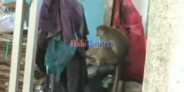 Monyet Liar Masih Bebas Berkeliaran Satroni Rumah Warga Momonggor Keranggan Tangerang Selatan