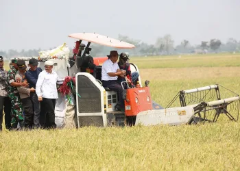Awal Tahun 2024, Tiga Komoditas Utama di Provinsi Banten Memasuki Masa Panen