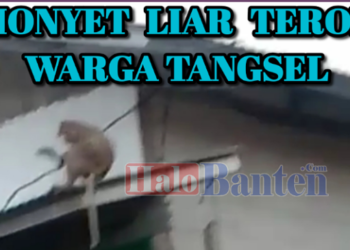 Monyet Liar Teror Warga Momonggor Keranggan Setu Tangerang Selatan