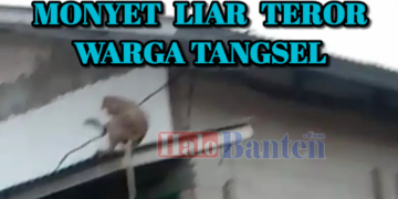 Monyet Liar Teror Warga Momonggor Keranggan Setu Tangerang Selatan