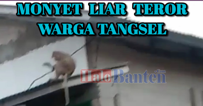 Monyet Liar Teror Warga Momonggor Keranggan Setu Tangerang Selatan