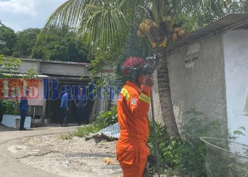 Petugas Damkar Tangsel Gagal Tangkap Monyet Liar di Momonggor Keranggan, Dilanjutkan Senin
