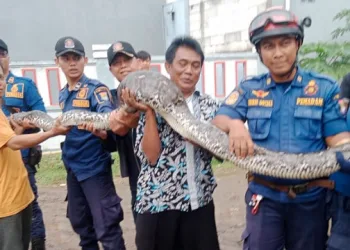 Ular Sanca Teror Warga Perum Sepatan Residence Tangerang