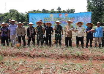 Petani Tangerang Selatan Sukses Panen Bawang Merah Hingga Ratusan Kilogram