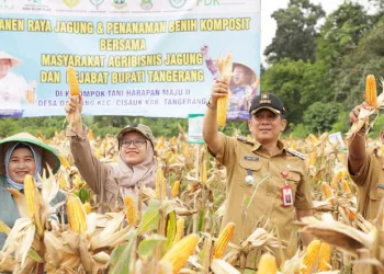 Kisah Sukses Desa Dangdang Cisauk: Panen Jagung Hibrida dan Lahirnya Pusat Inovasi Pertanian