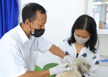 DKP Kota Tangerang Buka Layanan Kastrasi Gratis Untuk Kucing Kampung