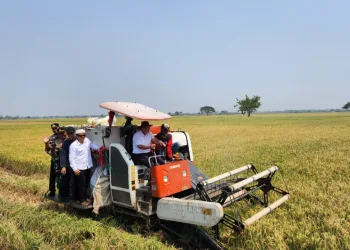Masuki Panen Raya, Pemprov Banten Pastikan Harga Beras Segera Normal