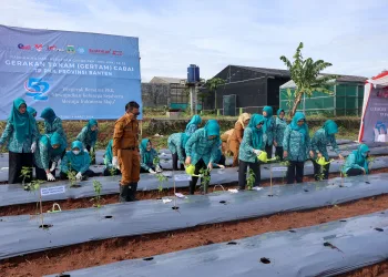 PKK Provinsi Banten Tanam 16.600 Bibit Cabai