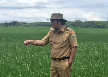 Tinjau Penangkaran Benih Padi, Ingin Pastikan Ketahanan Pangan di Banten Terjaga dari Hulu Sampai Hilir