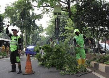 Korban Pohon Tumbang Bisa Klaim Asuransi, Ini Syaratnya