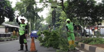 Korban Pohon Tumbang Bisa Klaim Asuransi, Ini Syaratnya