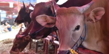 Jelang Idul Adha 1445 H Baznas Kota Tangerang Buka Layanan kurban Online