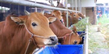 Jelang Idul Adha 2024, Kebutuhan Hewan Kurban di Kota Tangerang Diprediksi Capai 18 Ribu Lebih