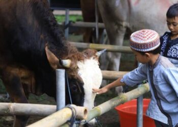 Jelang Idul Adha 2024, Inilah Tips Hewan Kurban Yang Sehat dan Halal