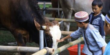 Jelang Idul Adha 2024, Inilah Tips Hewan Kurban Yang Sehat dan Halal