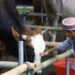 Jelang Idul Adha 2024, Inilah Tips Hewan Kurban Yang Sehat dan Halal