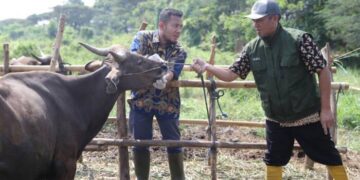 Jelang Idul Adha 1445 H, DKP Kota Tangerang Pastikan Hewan Kurban di Daerah Tersebut Sehat