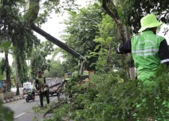 Cegah Pohon Tumbang, Disbudpar Kota Tangerang Buka Layanan Pemangkasan Pohon Gratis 