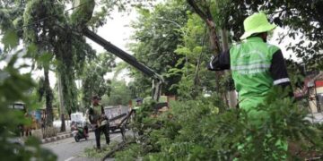 Cegah Pohon Tumbang, Disbudpar Kota Tangerang Buka Layanan Pemangkasan Pohon Gratis 