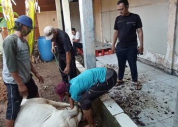 Idul Adha 1445 H, UPT Samsat Cikokol Bagikan 170 Kantong Daging Sapi Pada Masyarakat Sekitar
