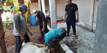 Idul Adha 1445 H, UPT Samsat Cikokol Bagikan 170 Kantong Daging Sapi Pada Masyarakat Sekitar