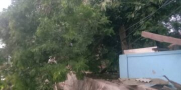 Pohon Besar Tumbang di TPBU Hantap Momonggor Keranggan Timpa Makam dan Kabel Listrik