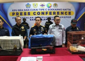 WN India Selundupkan Satwa Langka Diciduk Petugas Bea Cukai Bandara Soetta