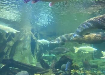 Pengunjung Padati Area Wisata Laut Ternama Ancol Seaworld