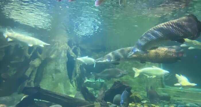 Pengunjung Padati Area Wisata Laut Ternama Ancol Seaworld
