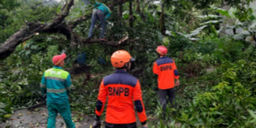 Angin Kencang Tumbangkan Pohon, Enam Rumah Rusak di Tangsel