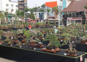 Pameran Bonsai Merdeka 2024 Menjadi Magnet Baru di Tangerang Selatan