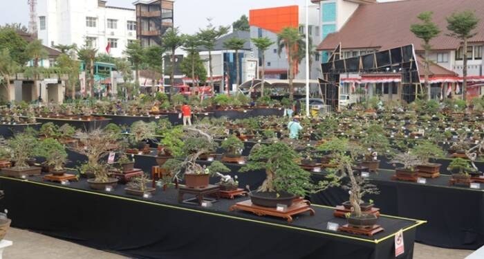 Pameran Bonsai Merdeka 2024 Menjadi Magnet Baru di Tangerang Selatan