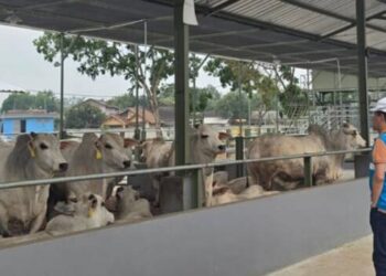 PLN UID Banten Perkuat Sektor Pertanian dengan Listrik Andal