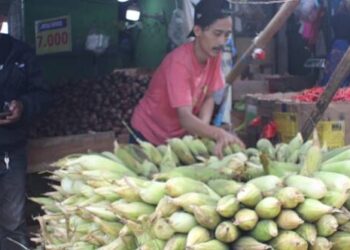 Lonjakan Permintaan Jagung Picu Kenaikan Harga Jelang Tahun Baru