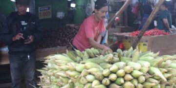 Lonjakan Permintaan Jagung Picu Kenaikan Harga Jelang Tahun Baru
