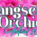 Tangsel Orchid Festival 2024, Meriahkan HUT ke-16 Kota dengan Keindahan Anggrek