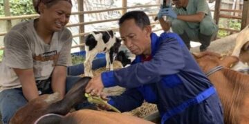 Kasus PMK Merebak, Pemkot Tangerang Berikan Vaksinasi Hewan Ternak Dengan Gratis