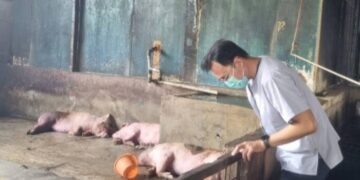 Warga Kota Tangerang Diimbau Siaga Masuknya Penyakit ASF pada Babi