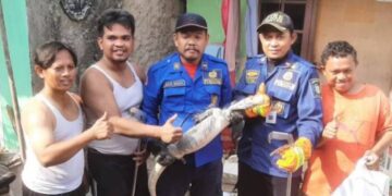 Waspada, Musim Penghujan di Kota Tangerang Ular Berseliweran