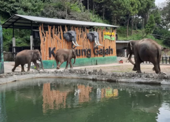 Lembang Park & Zoo: Destinasi Wisata Edukasi Satwa yang Menarik di Bandung