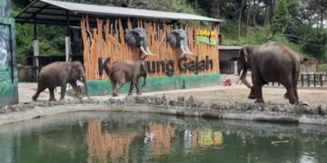 Lembang Park & Zoo: Destinasi Wisata Edukasi Satwa yang Menarik di Bandung