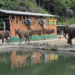 Lembang Park & Zoo: Destinasi Wisata Edukasi Satwa yang Menarik di Bandung