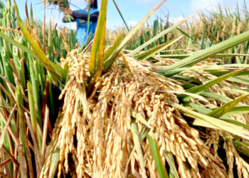 Menjelang Puncak Panen Raya, BULOG Capai Serapan 300.000 Ton Gabah dan Beras