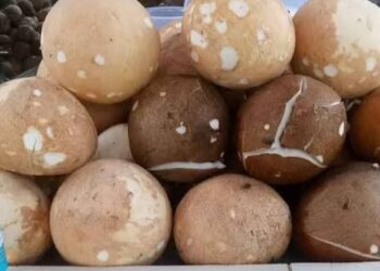 Misteri di Balik Meroketnya Harga Kelapa: Lebih dari Sekadar Cuaca Buruk